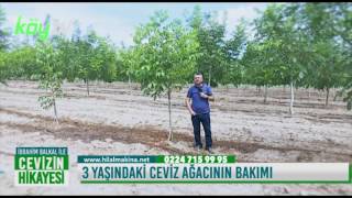 3 Yaşındaki Ceviz Ağacının Bakımı Nasıl Yapılır [upl. by Solracsiul]