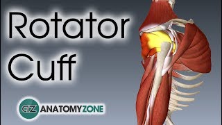 Rotator Cuff  3D Anatomy Tutorial [upl. by Netsriik]