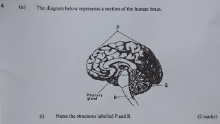 KCSE Biology paper 2 2011 questions answers quiz exams revision sciences passexams [upl. by Malamut680]