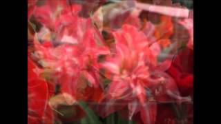 Breeders new varieties of Amaryllis [upl. by Ennaeirrac234]