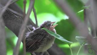 Chirping Northern Cardinal fledgling [upl. by Airtina]