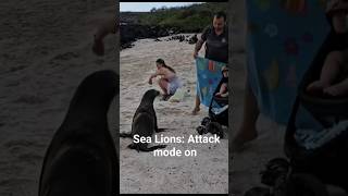 Sea Lions attacking people in the galapagos [upl. by Oreste]