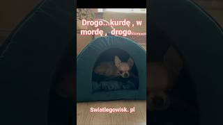 Shorts domek dla psa i kota od Swiatlegowiskpl handmade pies chihuahualove cat [upl. by Lach]