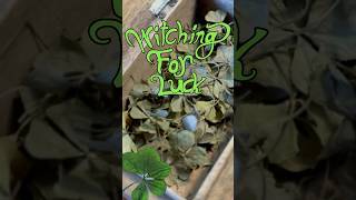 Witchcraft or Luck “—my mom’s witching powers find 🍀🍀FOUR LEAF CLOVERS”🍀 🙀 [upl. by Anaoj539]