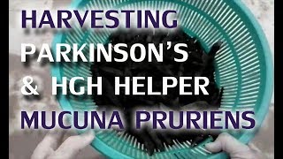 Harvesting Parkinsons amp HGH Helper Mucuna Pruriens [upl. by Eimyaj]