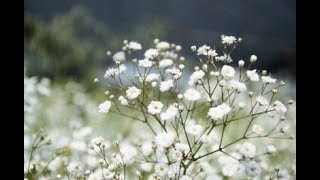 BABY BREATH  GYPSOPHILA ELEGANS SEEDLING GROWTH TIMELAPSE WEEK 1 [upl. by Nanerb731]