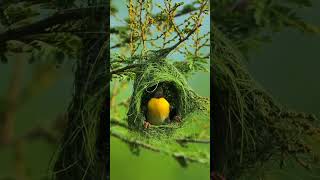 Feathers and Twigs The Art of Building a Nest for New Lifequot Shorts life shortvideo nest art [upl. by Yornek]