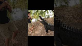 ALLIGATORS Gone Wild Feeding Time [upl. by Schug]