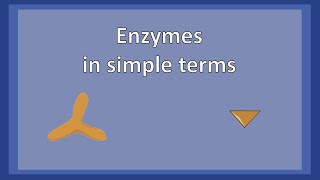 Enzymes in simple terms [upl. by Kisor]