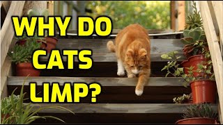 Why Is My Cat Limping But Not In Pain [upl. by Nod]