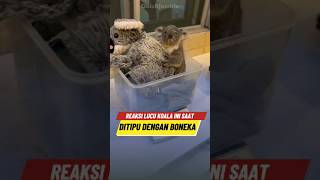 Ekpresi Lucu Koala Ini Saat Dipisahkan Dari Ibunya 🐨 [upl. by Eibmab]