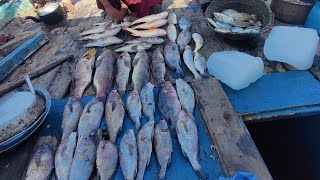 Mangrove fish Ibharim hayderi to pityani  part 1 [upl. by Clay]