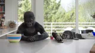 Corning® Gorilla® Glass 4 Counter Attack [upl. by Anela]