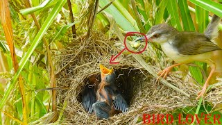 baby bird growing up day by day their mother feed them with worm grasshopper and spider [upl. by Wanda108]