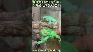 【虫注意】ガチャガチャっぽくなるソバージュネコメガエル🐸 [upl. by Boeschen]