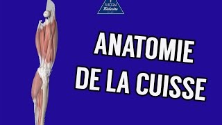 Anatomie 1  Cuisse  Ostéologie Myologie Vascularisation et Innervation [upl. by Obeded595]