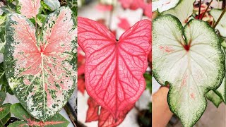 CALADIUM CARE TIPS How to Grow and Care for Caladium [upl. by Karlan504]