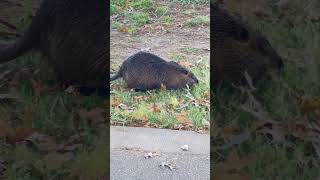 What Mischief Is This Coypu Getting Into shorts shortsfeed [upl. by Behlke667]