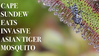 Cape Sundew eats Invasive Asian Tiger Mosquito [upl. by Fulmer]