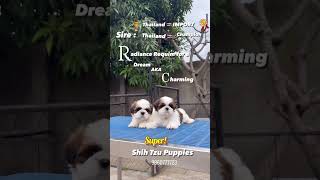 Shih Tzu Puppies Import and Champion Line [upl. by Bolten]