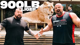 900LB LIGER VS WORLDS STRONGEST MEN VERY SCARY  EDDIE HALL [upl. by Ydarg]