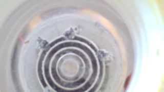 How To Make Energized Water For a Joe Cell [upl. by Lucic]