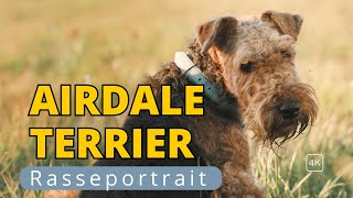 Airedale Terrier der König der Terrier [upl. by Saba449]