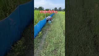 หาอยู่หากินง่ายๆตามวิถีอีสานบ้านเฮาเกษตรพอเพียง yoytubeshorts fish คนเลี้ยงวัว farming [upl. by Learrsi]