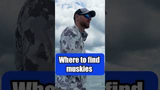 where to find muskies muskyfishing musky fishingtips [upl. by Bergquist866]