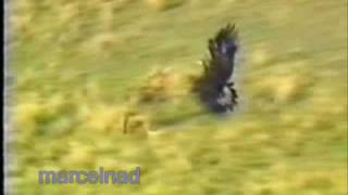 hunting wolves with a golden eagle in Mongolia KazajstánKy [upl. by Meesak]