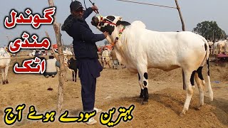 Gondal Mandi Attock Update 5 February 2024  Fatehjangi Bulls [upl. by Ai940]