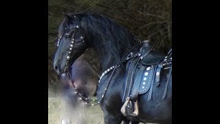 FRIESIAN HORSE  A Documentary about the Amazing Friesian Horse [upl. by Enitsrik]