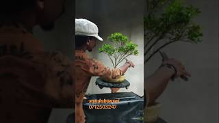 Bonsai tree art bonsaitreesforbeginners howtomakebonsai sandabonsai [upl. by Nadda]