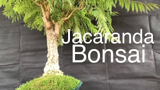 Bonsai  Jacaranda Tree  pruning and guy wiring June 10 2019 [upl. by Kendell987]