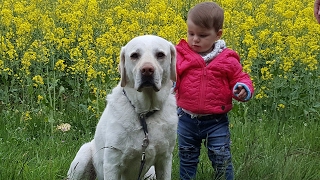 Unser Labrador Balu Familienhund Kuschelbär Vielfraß Krankheiten Tumor und Epilepsie [upl. by Medwin211]