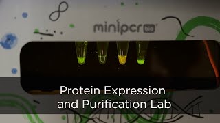 Introducing the Protein Expression and Purification Lab from miniPCR bio™ [upl. by Sergeant]