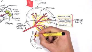 Spleen Anatomy and Physiology [upl. by Lenehc697]