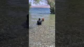 Dog tired after fetching the ball in the river [upl. by Orfield]