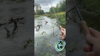 Spring Creek Fly Fishing [upl. by Rocco]