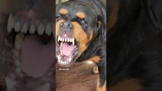 Angry Dog barking at people rottweiler angrypuppy dogsound angrydog angrypetsbarkingsound [upl. by Ula]