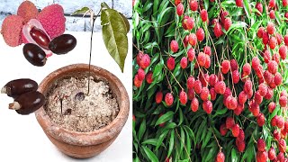 How to Grow Lychee Plant From Seeds  how to grow lychee from seed [upl. by Milburt449]