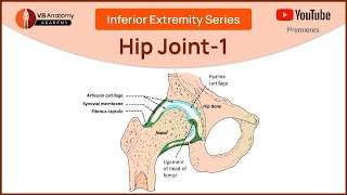 Understanding the Hip Joint Part 1 A Comprehensive Guide with Dr VB [upl. by Taddeusz]