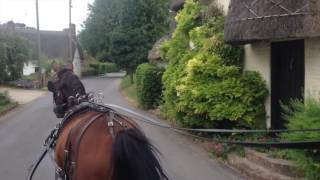 Barry Hook training a standardbred horse to harness  Beau [upl. by Quenby404]