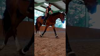 Incurvation et décontraction 🦄 cheval horse equitation equestrian [upl. by Seton]