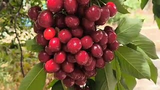 Черешня Лапінз Лапінс Cherry Lapins Надзвичайна врожайність [upl. by Siuqaj]