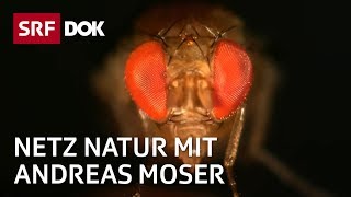 Invasive Arten in der Schweiz 12  NETZ NATUR mit Andreas Moser  DOK  SRF Wissen [upl. by Ellevel]