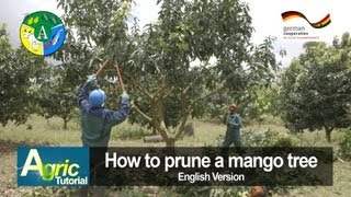 How to prune a mango tree engl [upl. by Burke]