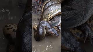 Anaconda Constricts A Caiman [upl. by Conard]