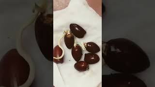 How to grow litchi plant from seed [upl. by Nobel]