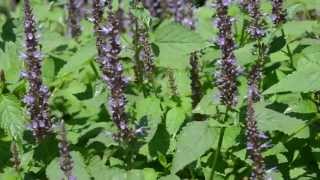 Agastache Astello Indigo [upl. by Assek]